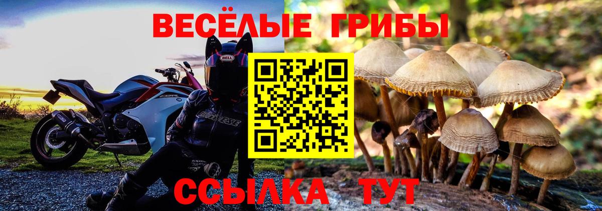 Псилоцибиновые грибы Cubensis Балтийск
